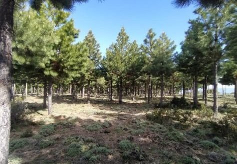 50ha de campo en Trevelin